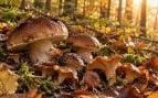 Setas, naturaleza, curiosidades