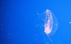 Una medusa Aequorea victoria, de la que procede la proteína verde fluorescente
