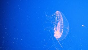 Una medusa Aequorea victoria, de la que procede la proteína verde fluorescente