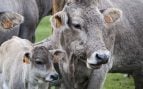 coste ganadería, reclamación ganaderos de Álava, ganadería, sacrificio de animales ganadería, coste mantenimiento animal.