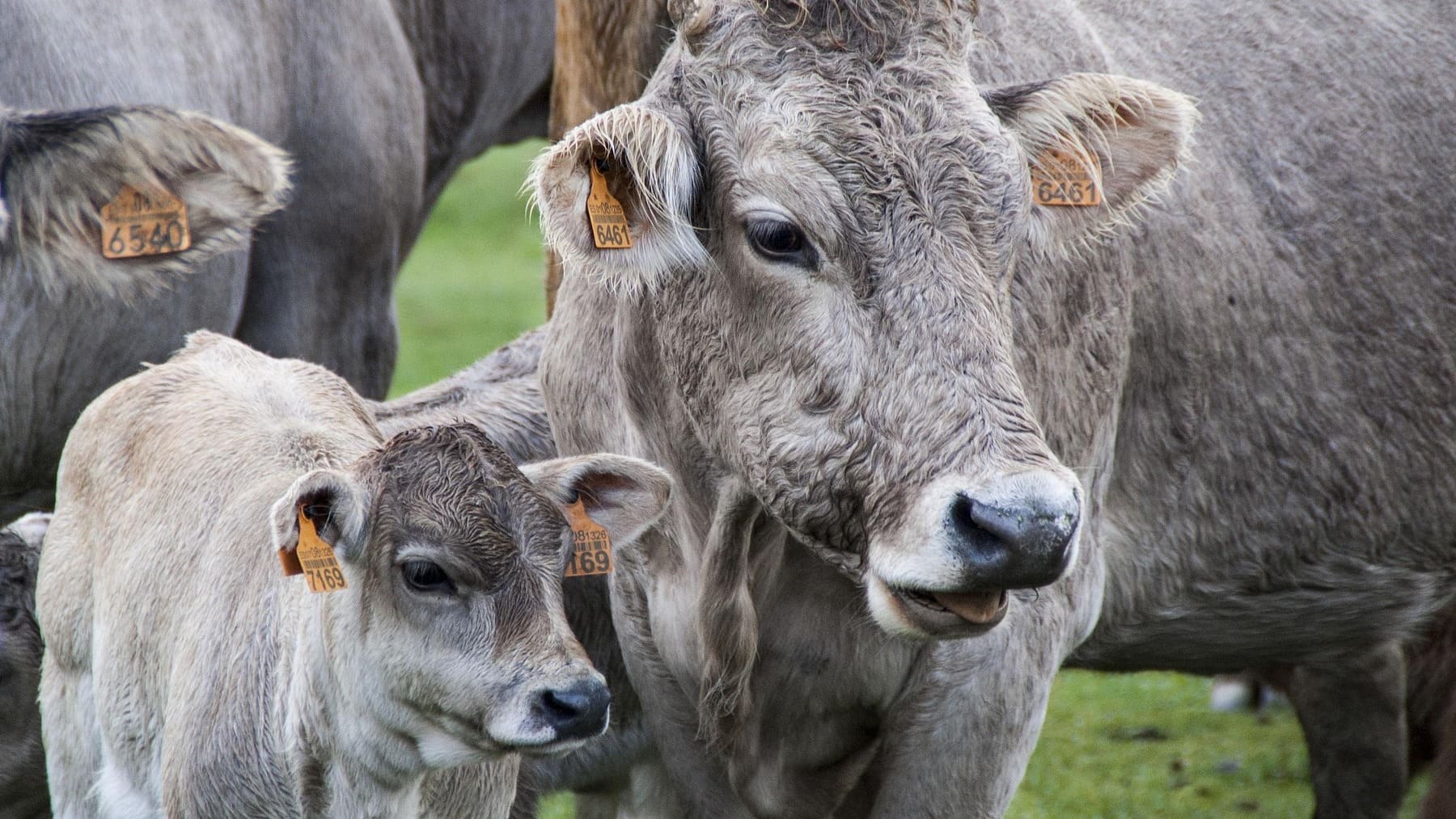 Vacas. Imagen de Protocultura en Pixabay.
