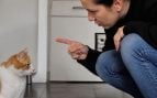 Regañar a los gatos