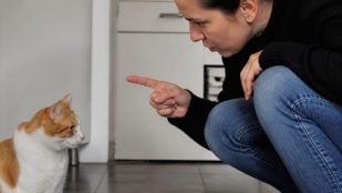 Regañar a los gatos