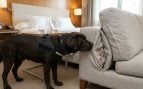 Perro, animales, mascotas