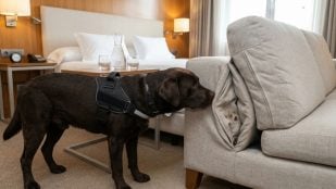 Perro, animales, mascotas