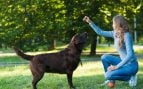 Perro, animales, mascotas