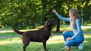 Perro, animales, mascotas