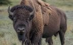 Bisontes