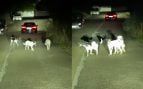 perros asesinos Palma gatos ataques