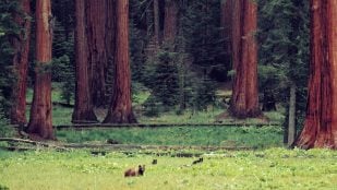 refugio fauna
