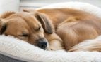 Cama del perro