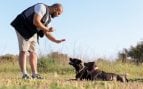 Perros, animales, mascotas