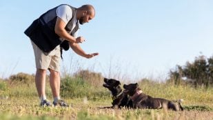 Perros, animales, mascotas