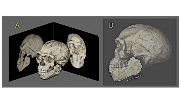 Reconstrucci&oacute;n digital en 3D del cr&aacute;neo compuesto de Jebel Irhoud (Marruecos), de unos 315.000 a&ntilde;os: a la izquierda, el modelo obtenido por fotogrametr&iacute;a con sus proyecciones lateral y frontal; a la derecha, uno de los ajustes de escala con la mand&iacute;bula delineada. Foto: Philipp Gunz (Instituto Max Planck de Antropolog&iacute;a Evolutiva) / Moraes et al., revista Heritage 