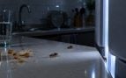 cucaracha, insectos, cocina