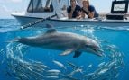 Delfín, animales, curiosidades, peces