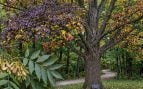 Árbol, naturaleza, curiosidades