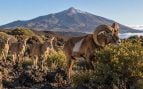 Muflones, animales, naturaleza