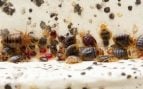 Los expertos en plagas avisan: con la llegada del otoño también llegan las chinches de cama y esta es la única forma de mantenerlas alejadas