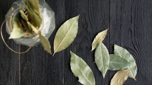 laurel