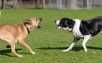 Comportamiento canino