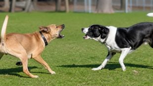Comportamiento canino