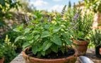 Planta, flora, curiosidades