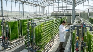 Microalgas, ciencia, curiosidades
