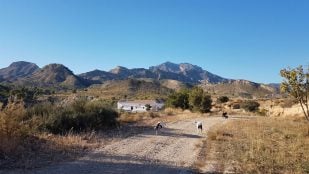 vivir gratis en una cabaña con piscina cerca de Alicante
