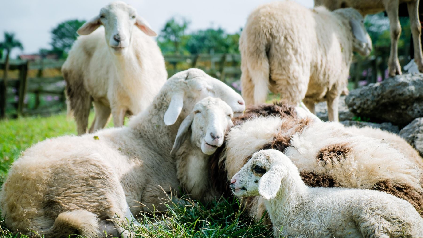 Buscan voluntarios para vivir gratis en plena naturaleza en una finca de Gredos a cambio de cuidar animales solo unas horas al día