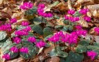 Planta, flora, curiosidades