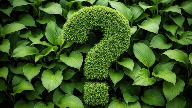 dudas alimentos ecológicos