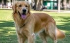 Perro olfatea el trasero