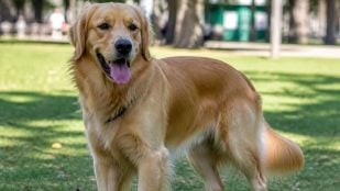 Perro olfatea el trasero
