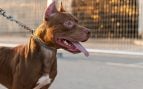 Perro, animales, mascotas