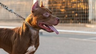 Perro, animales, mascotas