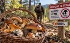 Multa por recoger setas, sanciones por setas autoconsumo, multa si recoges setas sin licencia, multa por kilos de seta.