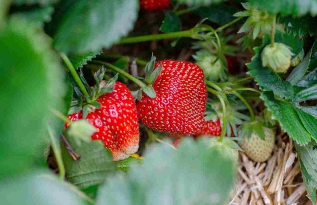 Fresas