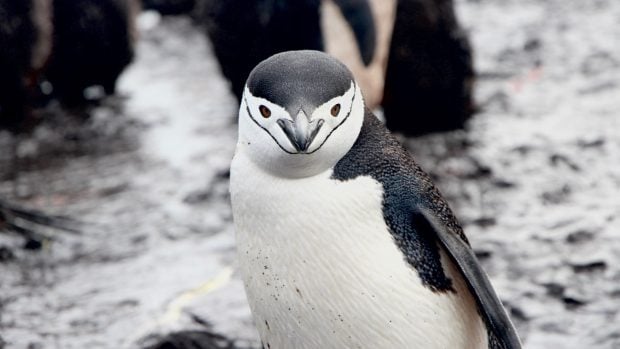 Pingüino barbijo.