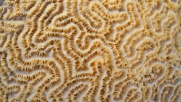 coral