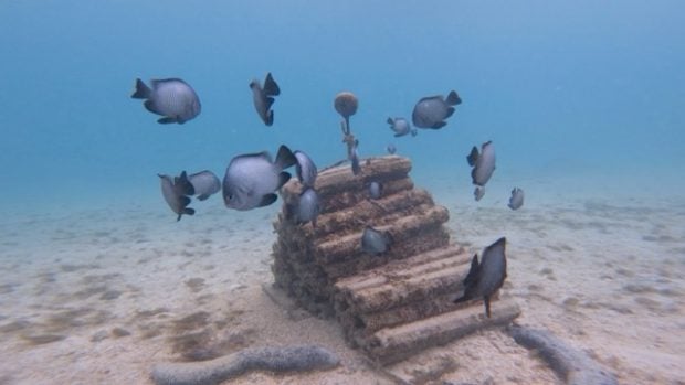 Coral con altavoz. (Foto: Nina Schiettekatte).