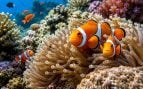 coral con peces