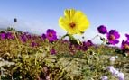 Una flor amarilla asoma entre un campo de flores moradas en el desierto de Atacama, en Chile, uno de los lugares más secos del planeta. Foto: P. Pardo Ávalos/ESO vía Wikimedia Commons - CC BY 4.0