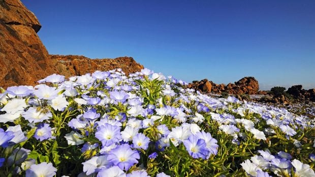 Un amplio campo de flores silvestres cubre el desierto de Atacama, en Chile. Foto: ESO vía Wikimedia Commons - CC BY 4.0