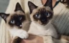 gatos