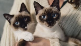 gatos