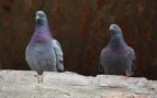 Por qué no hay que dar de comer a las palomas, plaga de palomas, Daniel Gómez entrevista, Daniel Gómez y las palomas.