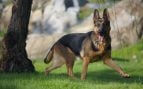 Perros, animales, mascotas