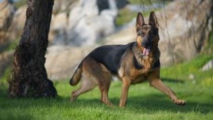 Perros, animales, mascotas