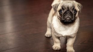 Es oficial: la Ley de Bienestar Animal prohíbe a todos los propietarios de perros y gatos someterlos a trabajos inadecuados o excesivos en tiempo o intensidad